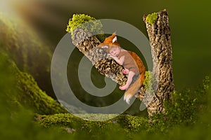Fox baby sleeping in tree