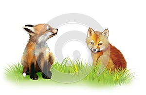Fox cab. Two baby foxes playing on grass.