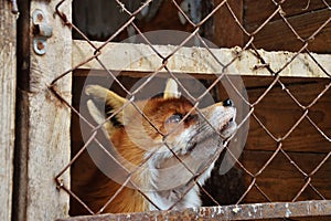 A fox in the cage