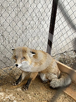a fox in a cage. a domestic fox is sitting in an outdoor enclosure