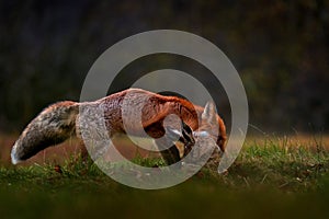 Fox catch hare on the forest nedow, Vysocina in Czech Republic, Europe. Wildlife nature. Animal feeding behaviour in the nature