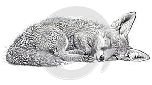 a fox clipping path drawing pencil art for children photo