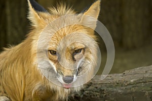 Fox close-up portrait. Foxes are small-to-medium-sized, omnivorous mammals