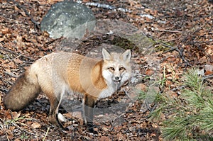 Fox Stock Photo. Fox close-up profile view looking at camera with a mouse in its mouth with a background of rock and brown leaves