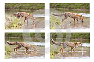 Fox collage