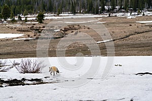 Fox in Colorado Wilderness