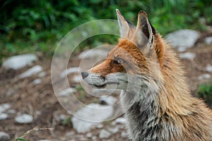 Líška v prírode Vulpes vulpes, Vysoké Tatry, Slovensko