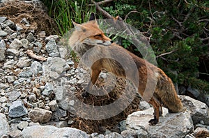 Fox in the countryside Vulpes vulpes, High Tatras, Slovakia