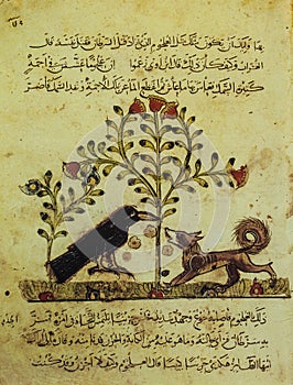 The Fox and the Crow at Kalila wa-Dimna, collection of fables. 8th-century translation by Ibn al-Muqaffa