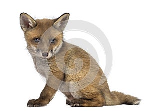 Fox cub (7 weeks old) sitting