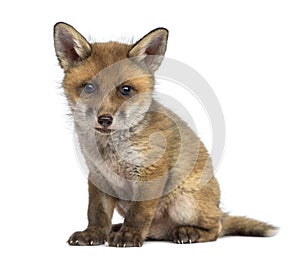 Fox cub (7 weeks old) sitting