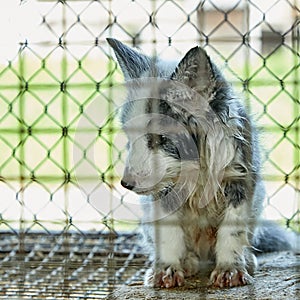 Fox cub in the cage