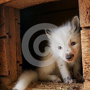 Fox cub in the cage