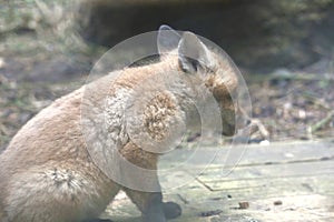 Fox cub close up