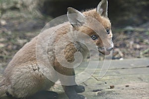 Fox cub close up