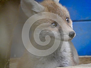 Fox cub close up