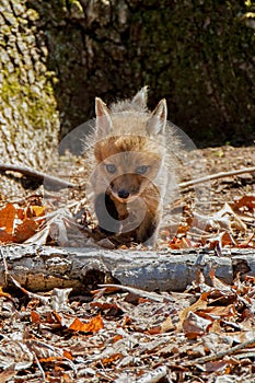 Fox Cub Front