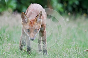 Fox cub investigating the photographer photo
