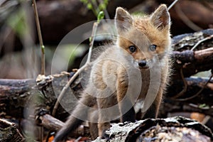 Fox Cub on Log