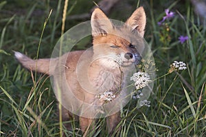 Fox-cub in meadow