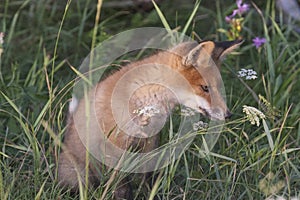 Fox-cub in meadow
