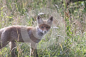 Fox-cub in meadow