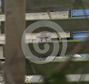 Fox cub peering through a fence