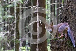 Fox cub is posing standing on tree trank in forest