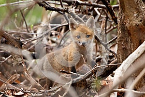 Fox Cub Undergrowth