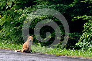 Fox cub waiting for diner