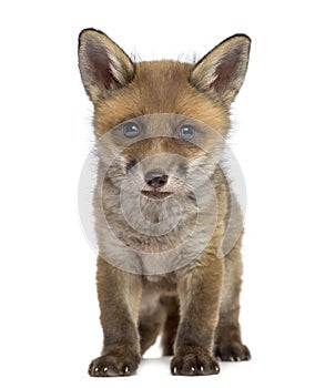 Fox cub (7 weeks old) photo