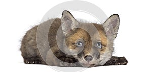 Fox cub (7 weeks old) lying photo
