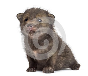 Fox cub (4 weeks old) sitting