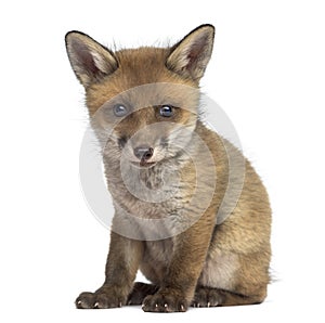 Fox cub (7 weeks old) sitting photo