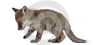 Fox cub (7 weeks old) walking