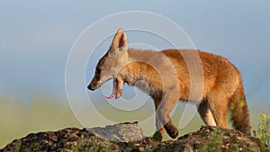 Fox cub. Young red Fox stands on a stone and yawns