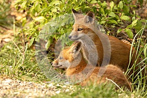 fox cubs