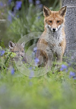 Fox cubs in a cemetery