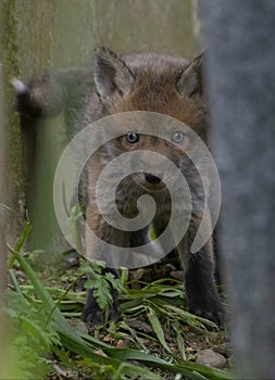 Fox cubs in a cemetery
