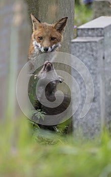 Fox cubs in a cemetery