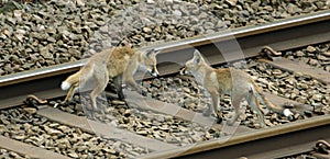 Fox cubs exploring and playing