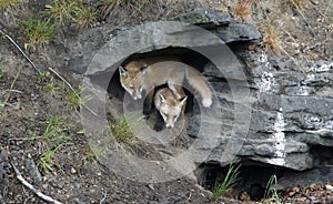 Fox cubs exploring and playing