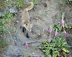 Fox cubs exploring and playing