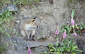 Fox cubs exploring and playing
