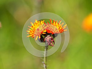 Fox and Cubs or Orange hawkweed flower on the meadow