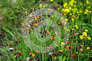 Fox and Cubs or Orange hawkweed flower on the meadow, Pilosella aurantiaca