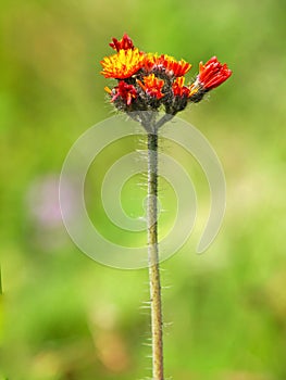 Fox and Cubs or Orange hawkweed flower, Pilosella aurantiaca