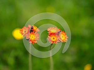 Fox-and-cubs, Pilosella aurantiaca..Malleny Garden, Edinburgh, Scotland