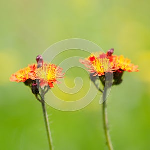 Fox-and-cubs, Pilosella aurantiaca..Malleny Garden, Edinburgh, Scotland