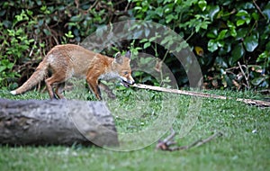 Fox cubs playing in the garden